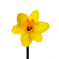 Narcissus - Daffodil - Yellow